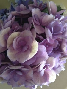 These specialty hydrangeas were a recent guest at The Elegant Petal Studio.  Just gorgeous!