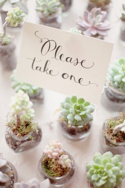 succulent favors